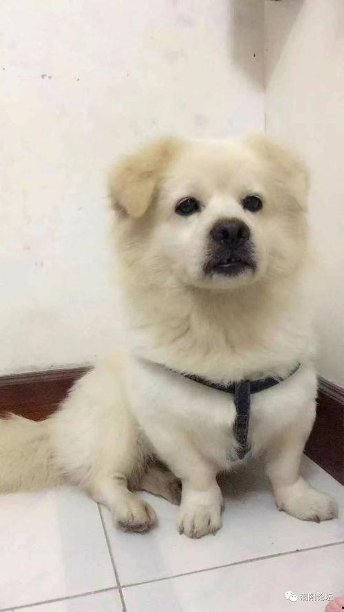 网友爆料玉林偷狗视频,网友愤怒声讨，呼吁严惩不法行为